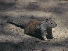 Photo of a brown ground squirrel
