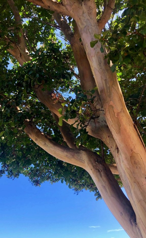 tree